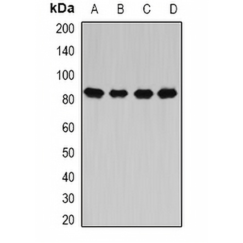 CARS Rabbit Polyclonal Antibody