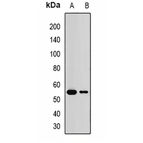 Malcavernin Rabbit Polyclonal Antibody