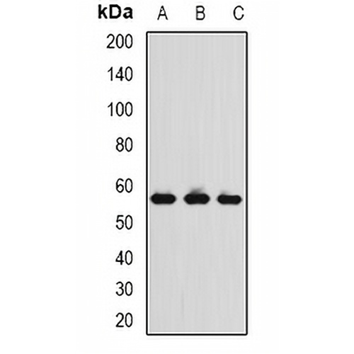TCP1-delta Rabbit Polyclonal Antibody