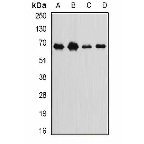 Int11 Rabbit Polyclonal Antibody