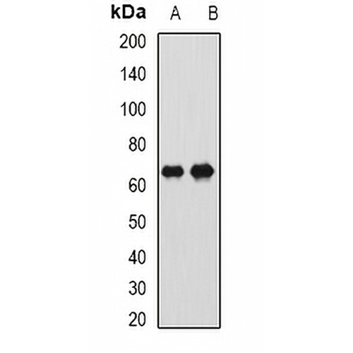 CTNNBL1 Rabbit Polyclonal Antibody