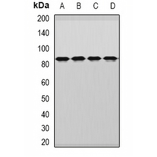 DDX1 Rabbit Polyclonal Antibody