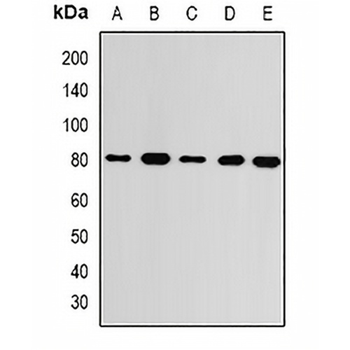 GMPS Rabbit Polyclonal Antibody