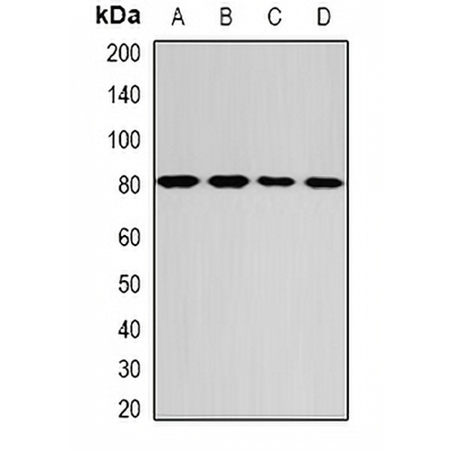 GPD2 Rabbit Polyclonal Antibody