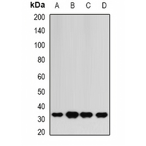 HAGH Rabbit Polyclonal Antibody
