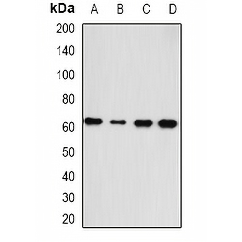 HAS3 Rabbit Polyclonal Antibody