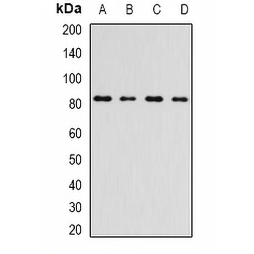 INTS10 Rabbit Polyclonal Antibody