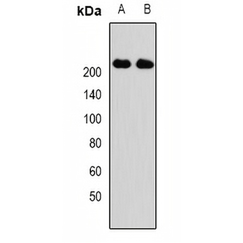 KIF1B Rabbit Polyclonal Antibody