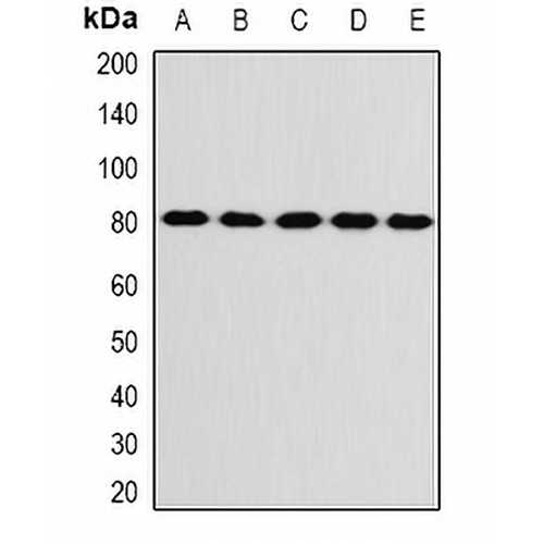 KIF3A Rabbit Polyclonal Antibody