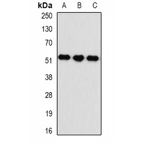 Kynureninase Rabbit Polyclonal Antibody