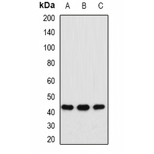 MAT1A Rabbit Polyclonal Antibody