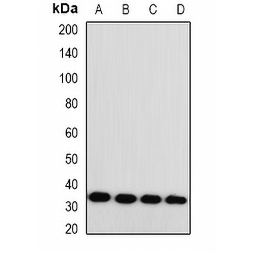 Monoglyceride Lipase Rabbit Polyclonal Antibody