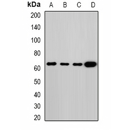 Melanophilin Rabbit Polyclonal Antibody