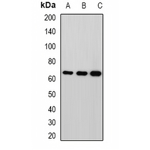 MPP2 Rabbit Polyclonal Antibody