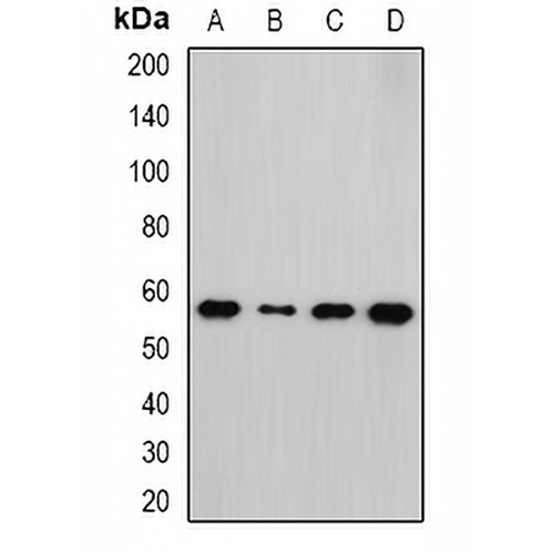 NEK3 Rabbit Polyclonal Antibody