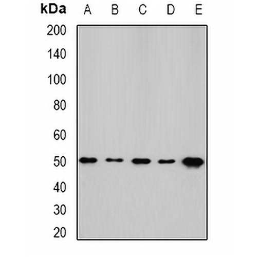 NFS1 Rabbit Polyclonal Antibody