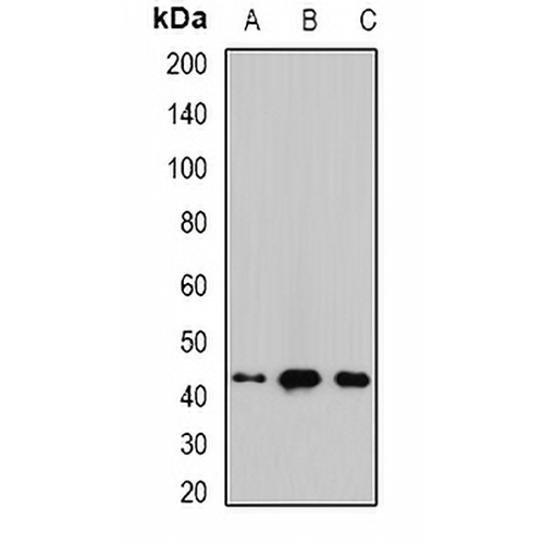 Malin Rabbit Polyclonal Antibody