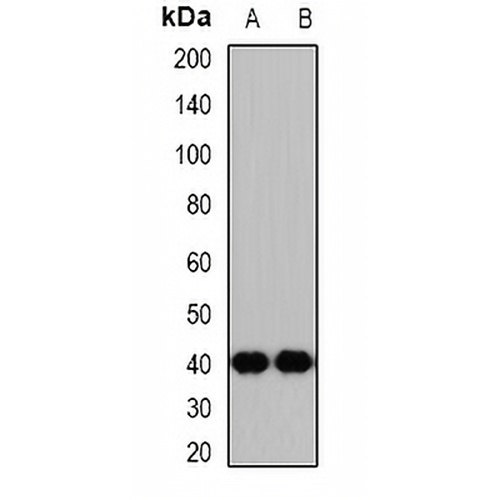 p47 Rabbit Polyclonal Antibody
