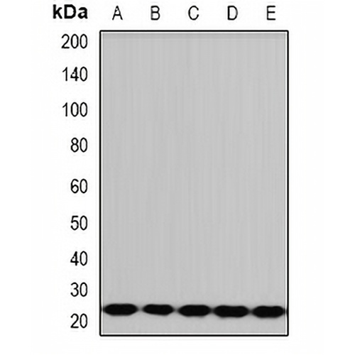 PCMT1 Rabbit Polyclonal Antibody