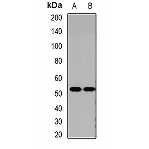 ADPN Rabbit Polyclonal Antibody