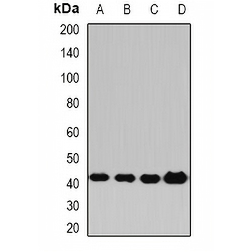 PP2C-alpha Rabbit Polyclonal Antibody