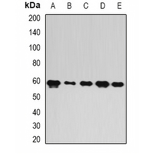 FIR Rabbit Polyclonal Antibody