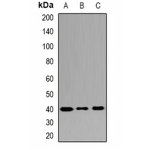 MRNP41 Rabbit Polyclonal Antibody