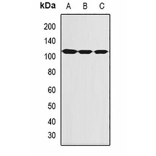 SBP-2 Rabbit Polyclonal Antibody