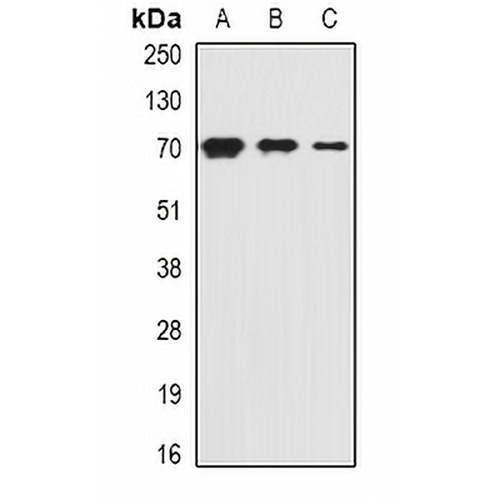 PiT2 Rabbit Polyclonal Antibody