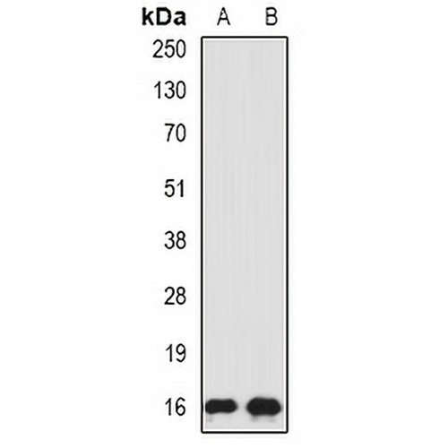 SRP19 Rabbit Polyclonal Antibody