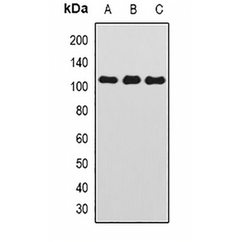 TAFI110 Rabbit Polyclonal Antibody