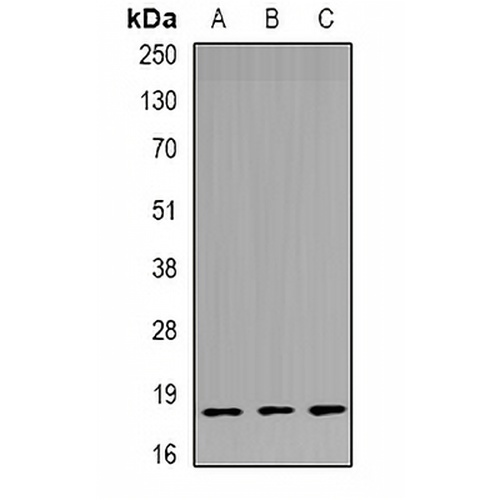 TPPP3 Rabbit Polyclonal Antibody
