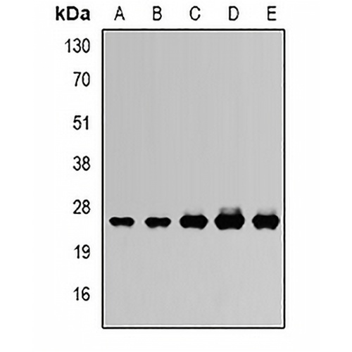 RISP Rabbit Polyclonal Antibody