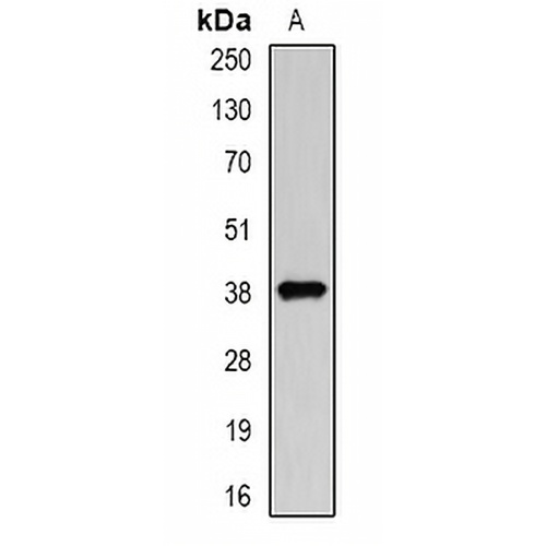 DCAF7 Rabbit Polyclonal Antibody