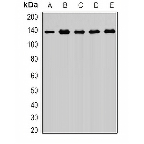 Exportin 5 Rabbit Polyclonal Antibody