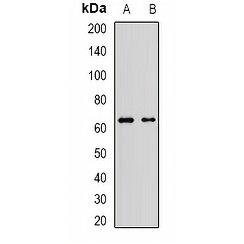 AF9 Rabbit Polyclonal Antibody