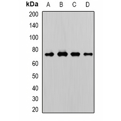WDR48 Rabbit Polyclonal Antibody