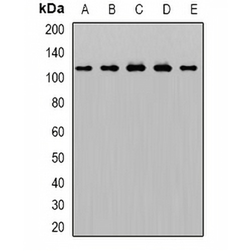 AP2-alpha-1 Rabbit Polyclonal Antibody