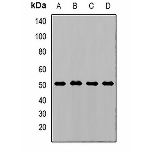 AMY1 Rabbit Polyclonal Antibody