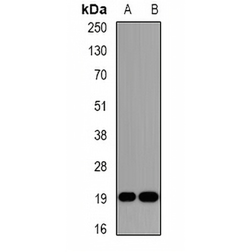 DR1 Rabbit Polyclonal Antibody
