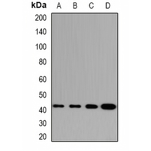 GABPB1 Rabbit Polyclonal Antibody