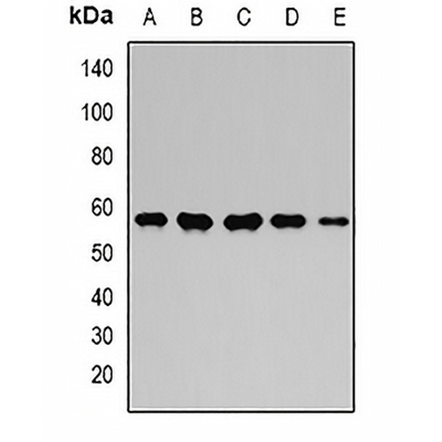 GPI Rabbit Polyclonal Antibody