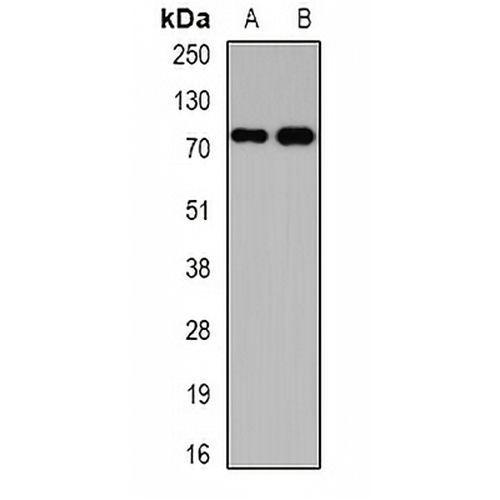 Kv4.3 Rabbit Polyclonal Antibody