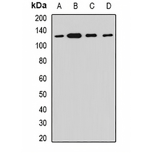 Myosin Ic Rabbit Polyclonal Antibody