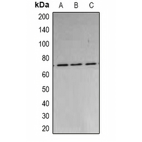 PARN Rabbit Polyclonal Antibody