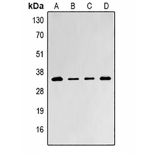PSMD8 Rabbit Polyclonal Antibody