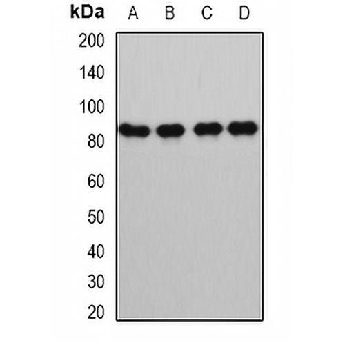 GlnRS Rabbit Polyclonal Antibody