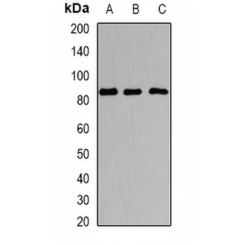 Sox-5 Rabbit Polyclonal Antibody