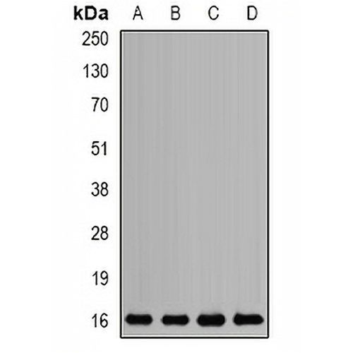 Mms2 Rabbit Polyclonal Antibody