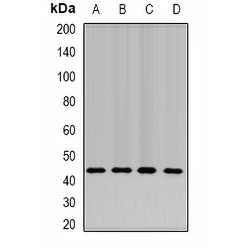NELF-E Rabbit Polyclonal Antibody